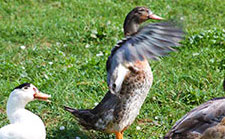 canard-mulard-ferme Rayssaguel